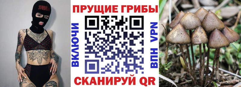 Галлюциногенные грибы Psilocybine cubensis  Елабуга 