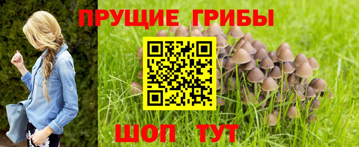 Псилоцибиновые грибы Psilocybe Елабуга